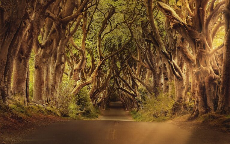darkmoon art trees 3464777 1920