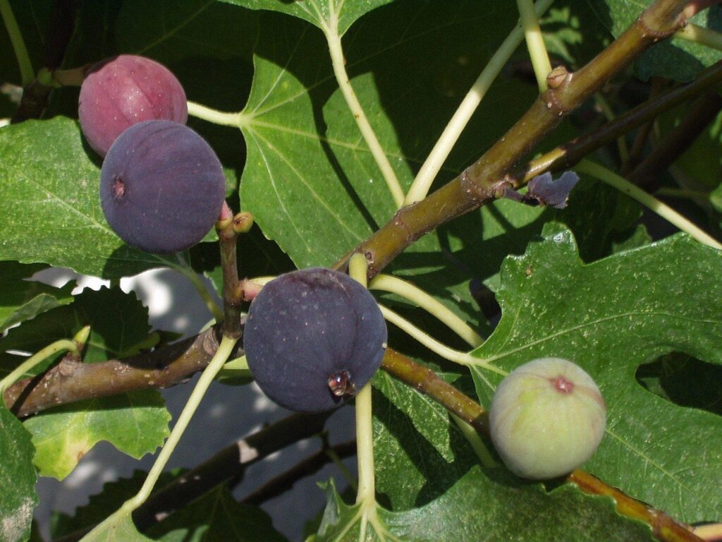 Yalini simon figs 751 1280